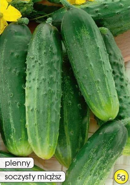 SANDER F1 Ground Cucumber 5g (Cucumis sativus)