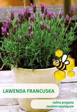 French dark purple lavender 0.03g (Lavandula stoechas)