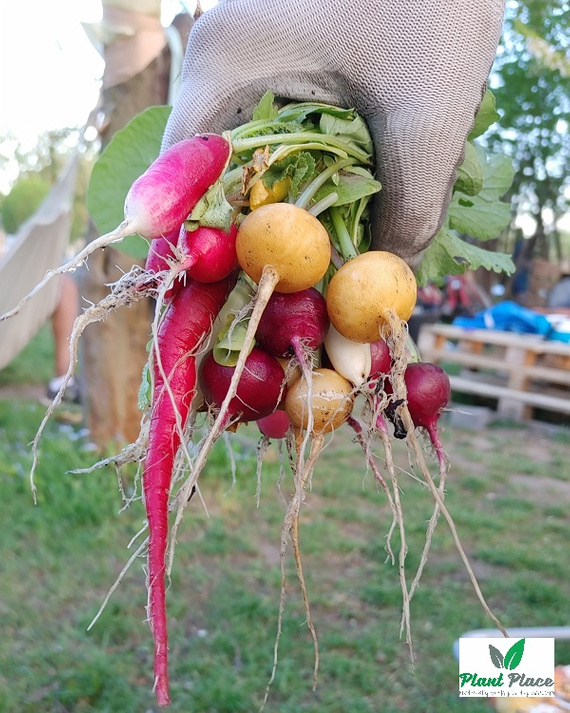 Radish JUTRZENKA 10g (Raphanus sativus var. sativus)