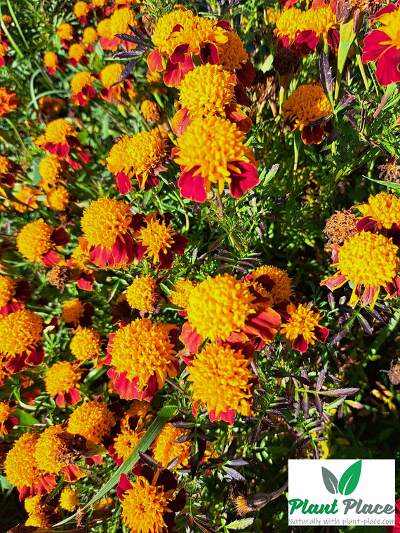 Orange Flame French Marigold 1g (Tagetes patula nana)