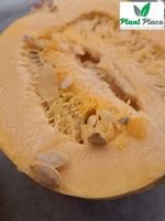 Dynia zwyczajna makaronowa PYZA 3g (Cucurbita pepo)