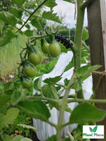 Pomidor gruntowy PERUN 0,5g (Solanum lycopersicum L.)