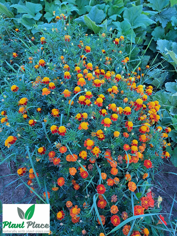 Orange Flame French Marigold 1g (Tagetes patula nana)
