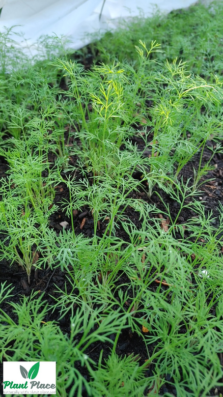 Koper ogrodowy 5g BIO (Anethum graveolens)