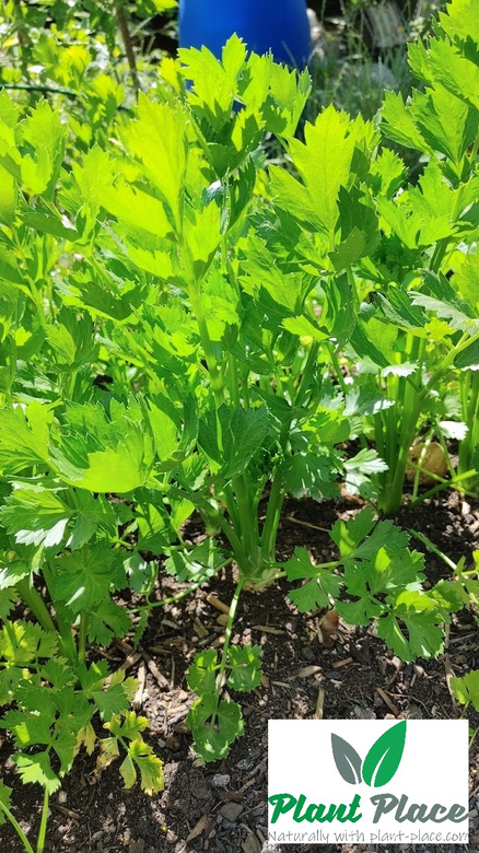 Root celery ALBIN 0.5g (Apium graveolens)