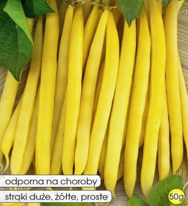 Fasola szparagowa żółta karłowa MAXELA 50g (Phaseolus vulgaris)