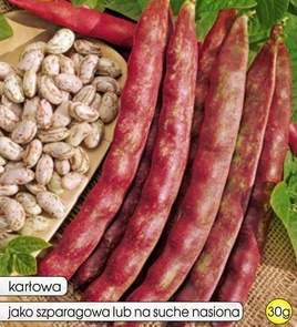 Borlotto Lingua di Fuoco Nano 30g dry bean seeds (Phaseolus vulgaris)