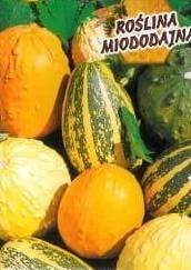 Decorative pumpkin mix 2g (Cucurbita pepo)