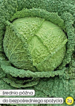Italian cabbage VERTUS 2 2g (Brassica oleracea L. var. sabauda)