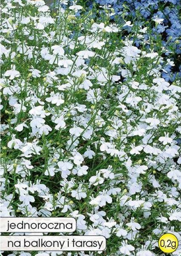 Lobelia biała 0,2g (Lobelia erinus compacta)