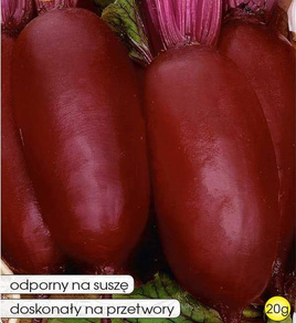 Burak ćwikłowy REGULSKI CYLINDER 20g (Beta vulgaris)