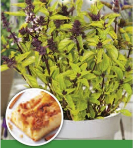 Green Sweet Basil CINNAMON 0.5g (Ocimum basilicum)