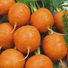 Edible carrot PARIJSER MARKT 4 round 3g (Daucus carota)