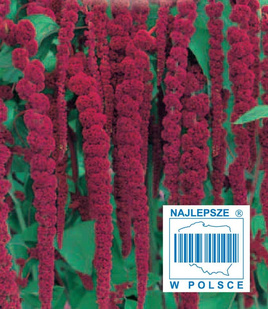 Szarłat ogrodowy zwisły czerwony 1g (Amaranthus caudatus)