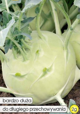 Giant Kohlrabi 2g (Brassica oleracea var. gongylodes)