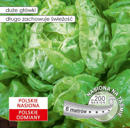 Butterhead lettuce JUSTYNA 6m.