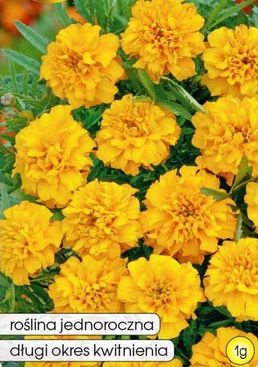 Petite Gold low-growing marigold with a velvety texture and a golden-yellow color, 1g.