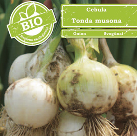 Winter onion TONDA MUSONA 2g BIO (Allium cepa group Cepa)