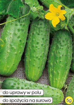 Field cucumber KRAK F1 5g (Cucumis sativus)