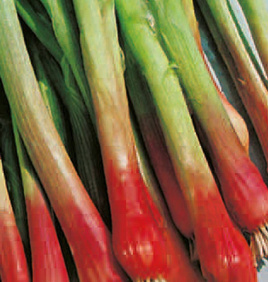 Seven-year-old RED TOGA 2g scallion (Allium fistulosum)