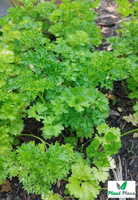 Moss Curled 2 3g BIO Parsley (Petroselinum crispum)