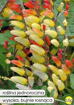 Scarlet-yellow Mina 0.5g (Mina lobata)
