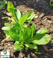 Burak liściowy LUCULLUS 5g (Beta vulgaris sub. cicia)