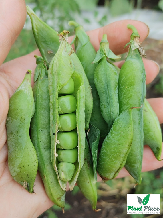 Organic shelling pea seeds PROGRESS 9 30g BIO (Pisum sativum)