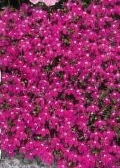 Lobelia ROSAMUNDA pink 0.2g (Lobelia erinus)