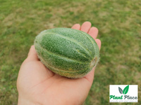 Melon cucumber CAROSELLO BARESE 2g (Cucumis adzur)