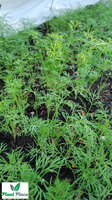 Garden dill 5g BIO (Anethum graveolens)