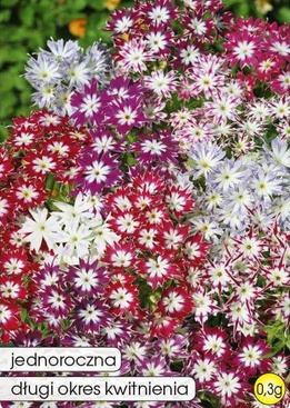 Star Phlox Mix 0.3g (Phlox drumm. cuspidata nana)