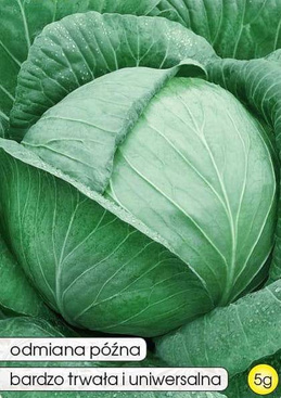 White cabbage KAMIENNA GŁOWA - KAMIENNA GŁOWA OZJ 5g (Brassica oleracea var. capitata alba)
