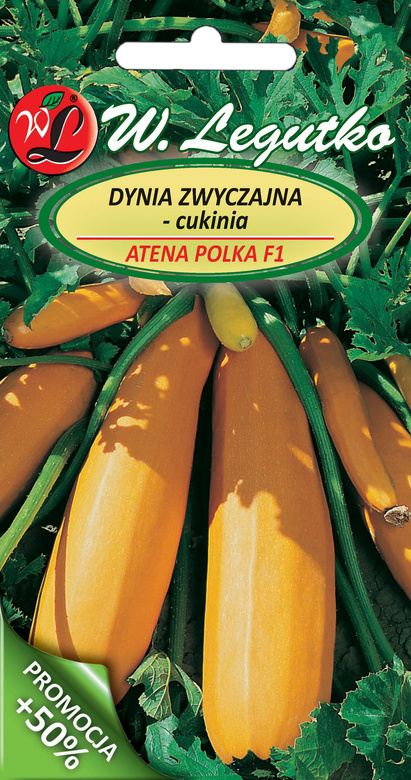 Cukinia Dynia zwyczajna ATENA POLKA F1 3g (Cucurbita pepo)