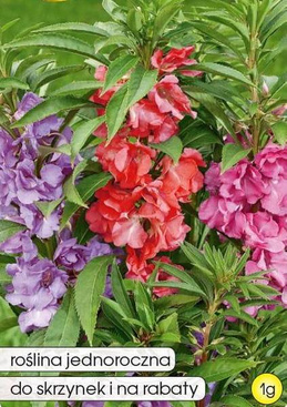 Balsam impatiens mix 1g (Impatiens balsamina fl.pl)