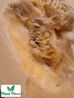 Spaghetti Squash PYZA 3g (Cucurbita pepo)