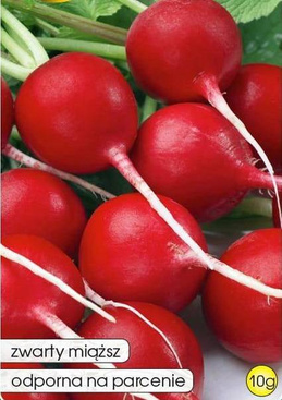 Radish FIESTA 10g (Raphanus sativus var. sativus)