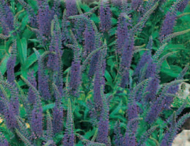 Przetacznik kłosowy niebieski 0,1g (Veronica spicata)