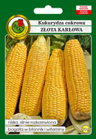 Kukurydza cukrowa ZŁOTA KARŁOWA 20g (Zea mays)