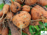 Marchew jadalna PARIJSER MARKT 4 okrągła 3g (Daucus carota)