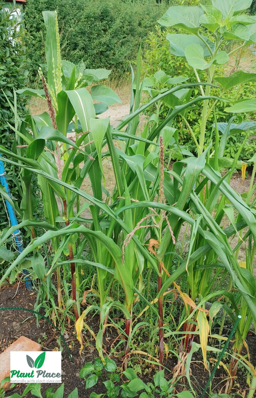 Kukurydza cukrowa RAMONDIA F1 10g (Zea mays)