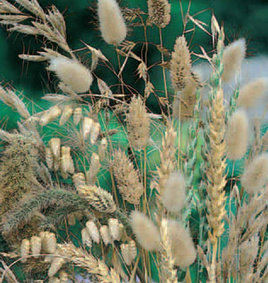 Dry grasses for mixed bouquets 2g