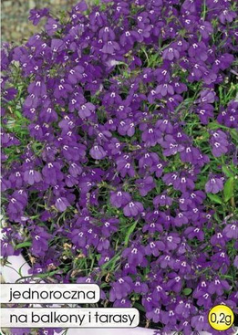 Lobelia MIDNIGHT BLUE purple 0.2g (Lobelia erinus)