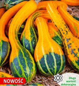 Dynia ozdobna SMALL SPOON 1g (Cucurbita pepo)