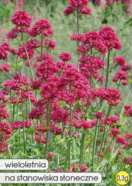 Pink Valerian 0.3g (Centranthus ruber)