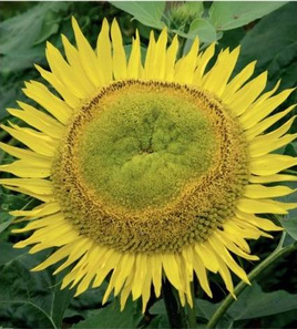 Decorative sunflower AMOR ADMIR yellow 2g (Polish Flowers)