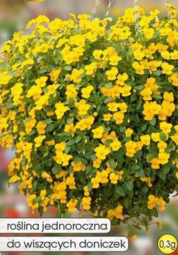 Yellow hanging violet 0.3g (Viola willamsii pendula)