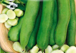 Bób ogrodowy WINDSOR BIAŁY / WHITE WINDSOR 50g (Vicia faba)