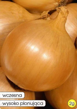 Cebula MAJKA 2g (Allium cepa)