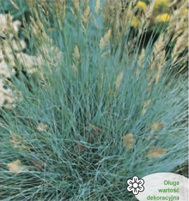 Silver-blue fescue 0.2g (Festuca glauca)